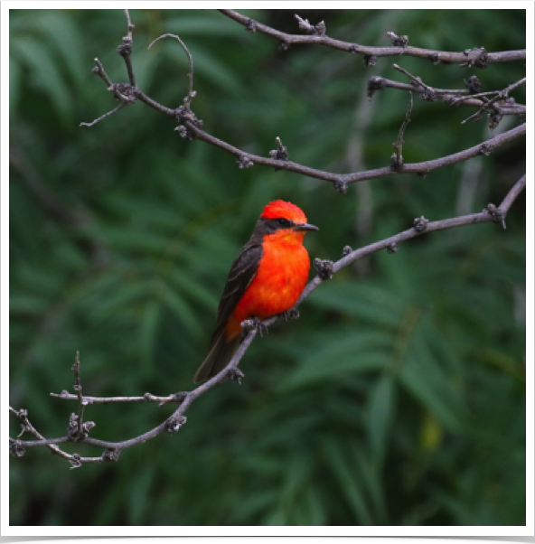 Vermilion Flycatcher